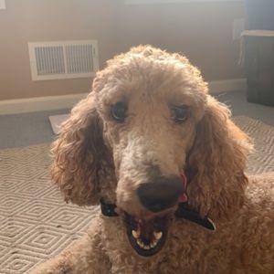 Meet your Posher, Emma